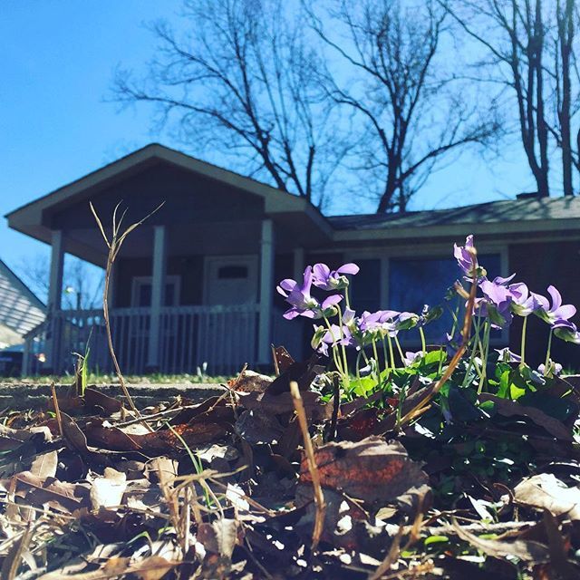dennis_qsilver's tweet photo. New front yard flowers! #adulting https://t.co/BfRk2caRSx