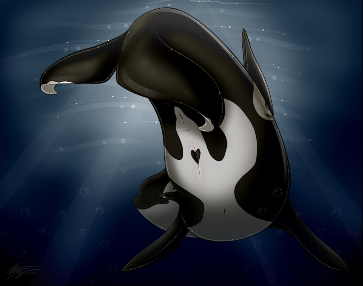 "So thicc"Jäger Orca/Killer Whale Thicc Feral Always wet Female/S...