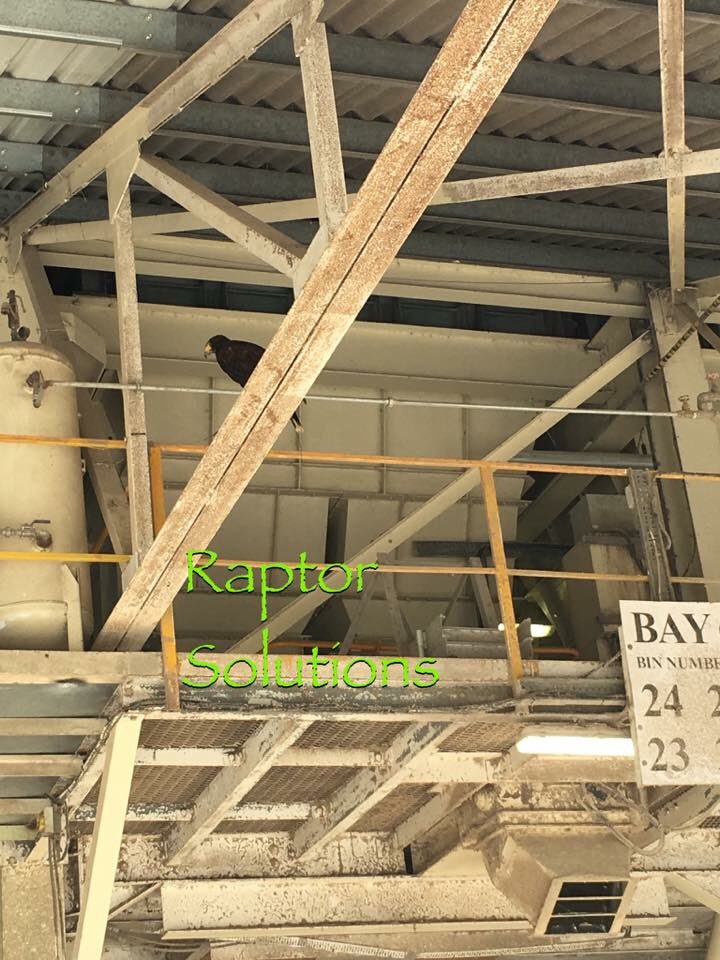 RaptorSolution2's tweet photo. Pigeon clearing in Suffolk with eve #Suffolk #Norfolk #essex #Eastanglia @RaptorSolution2 @LavenhamFalcon https://t.co/PLwY2YjTeR