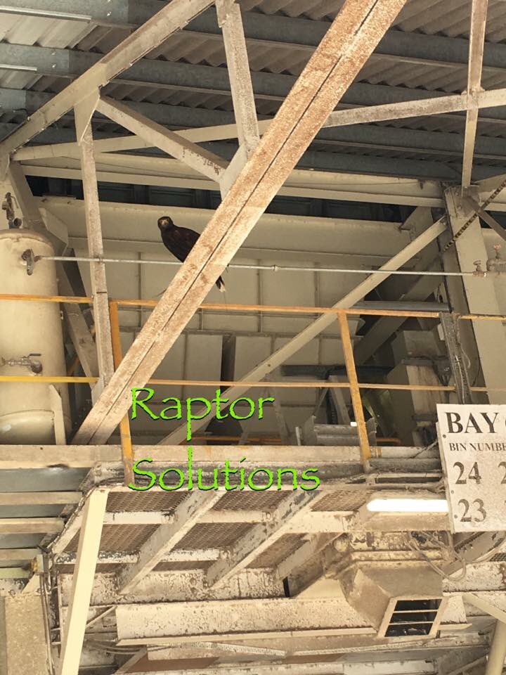 RaptorSolution2's tweet photo. Pigeon clearing in Suffolk with eve #Suffolk #Norfolk #essex #Eastanglia @RaptorSolution2 @LavenhamFalcon https://t.co/PLwY2YjTeR