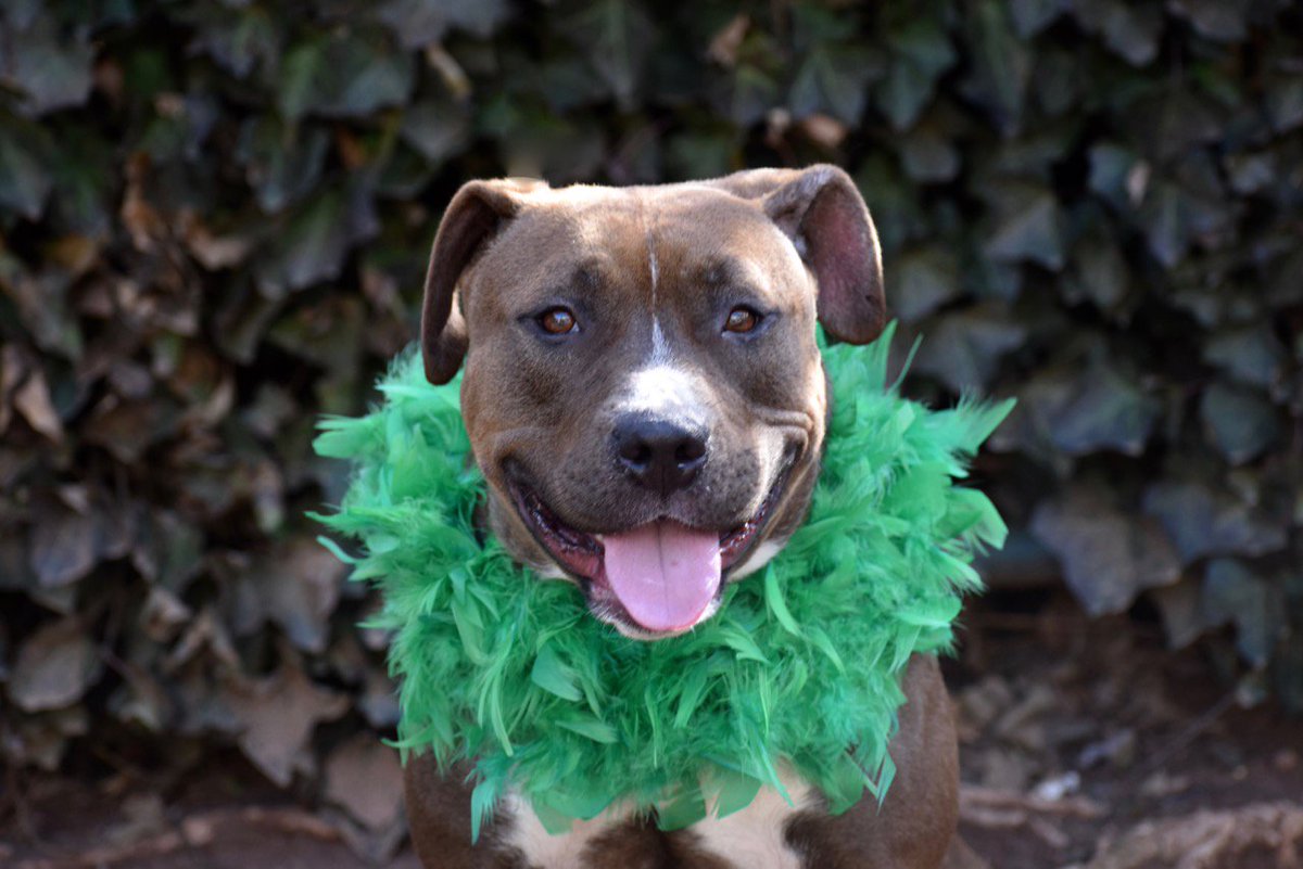StatenDogs's tweet photo. Brownie is such a sweetheart! To adopt her>https://t.co/H6Zkf4YKXn https://t.co/VWBXYNIxNl