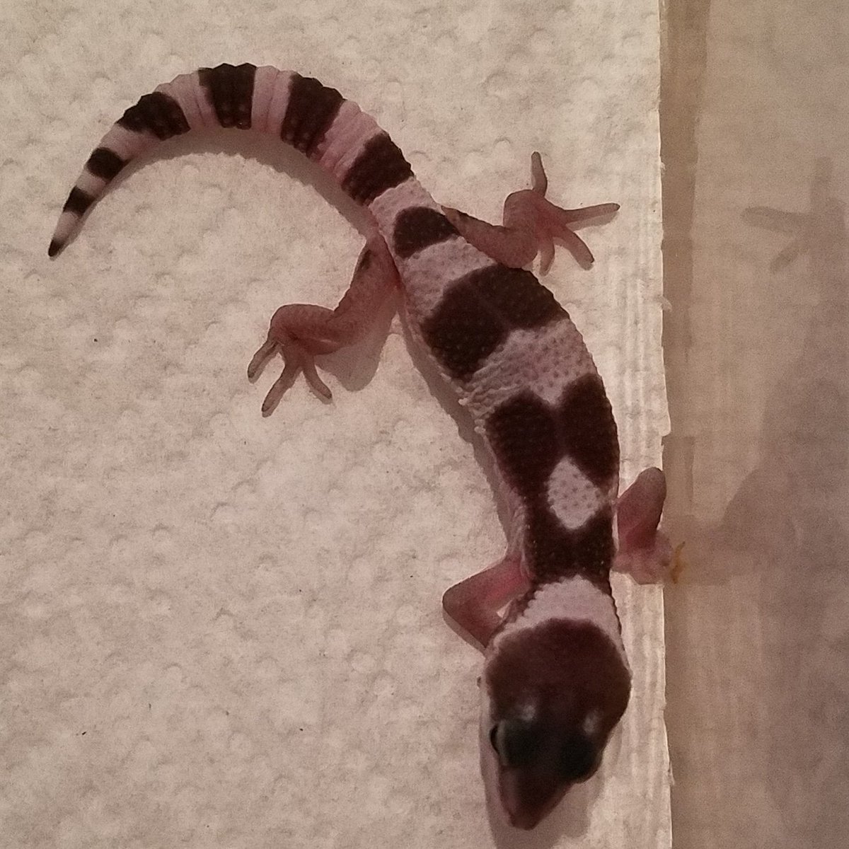 MidExoPets's tweet image. 