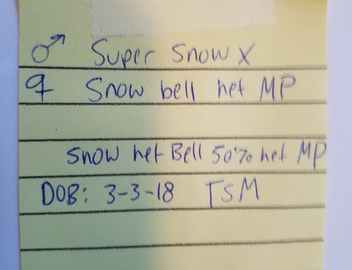 MidExoPets's tweet image. 