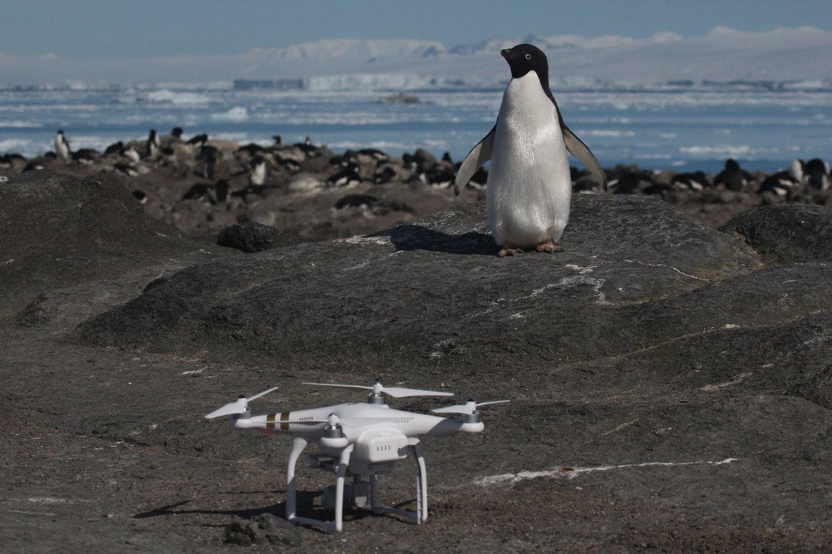 ai_germany's tweet photo. Scientists have documented a "secret" supercolony of 1.5 million penguins. The scientists reconfigured a commercial quadcopter drone to fly over the islands taking one photo per second, and those images were then analyzed by neural network software. https://t.co/NKA133T45g https://t.co/v0yzenUs0M