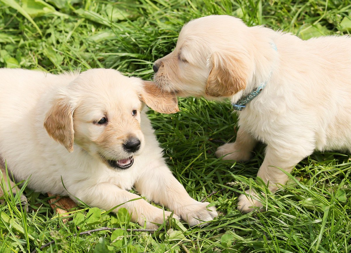 pawTree's tweet image. Weekend = play time!! #pawTree #puppies #playtime #weekend