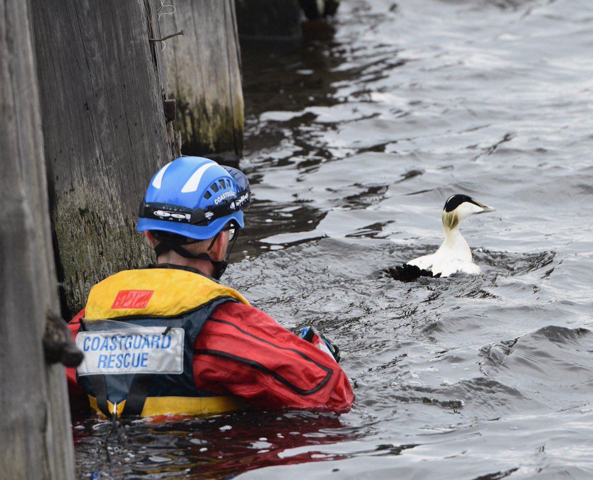 No job too big or too small. It’s entirely appropriate that today, on #WorldWildlifeDay we post this lovely little rescue story of an #eiderduck in #Edinburgh this afternoon...#allsafe 🦆 👍 hmcoastguard.blogspot.co.uk