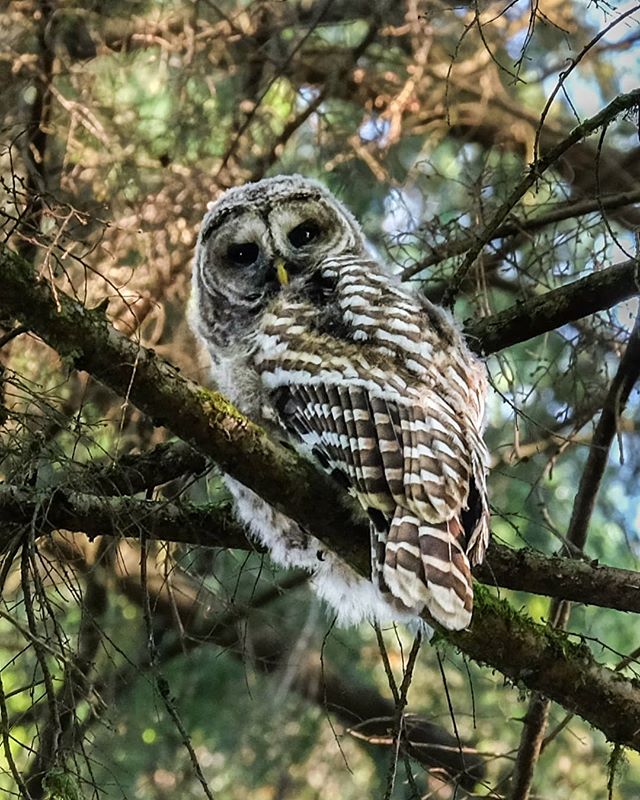 "There's not much that makes a bird lover happier than finding an owl just hanging out in a tree in the middle of the day!" This baby owl was spotted at Tynehead Regional Park in Surrey's Guildford neighbourhood. #TrueSurrey
Photo credit: <a href="/jennyfaraway/">Jenny Far Away</a> on Instagram