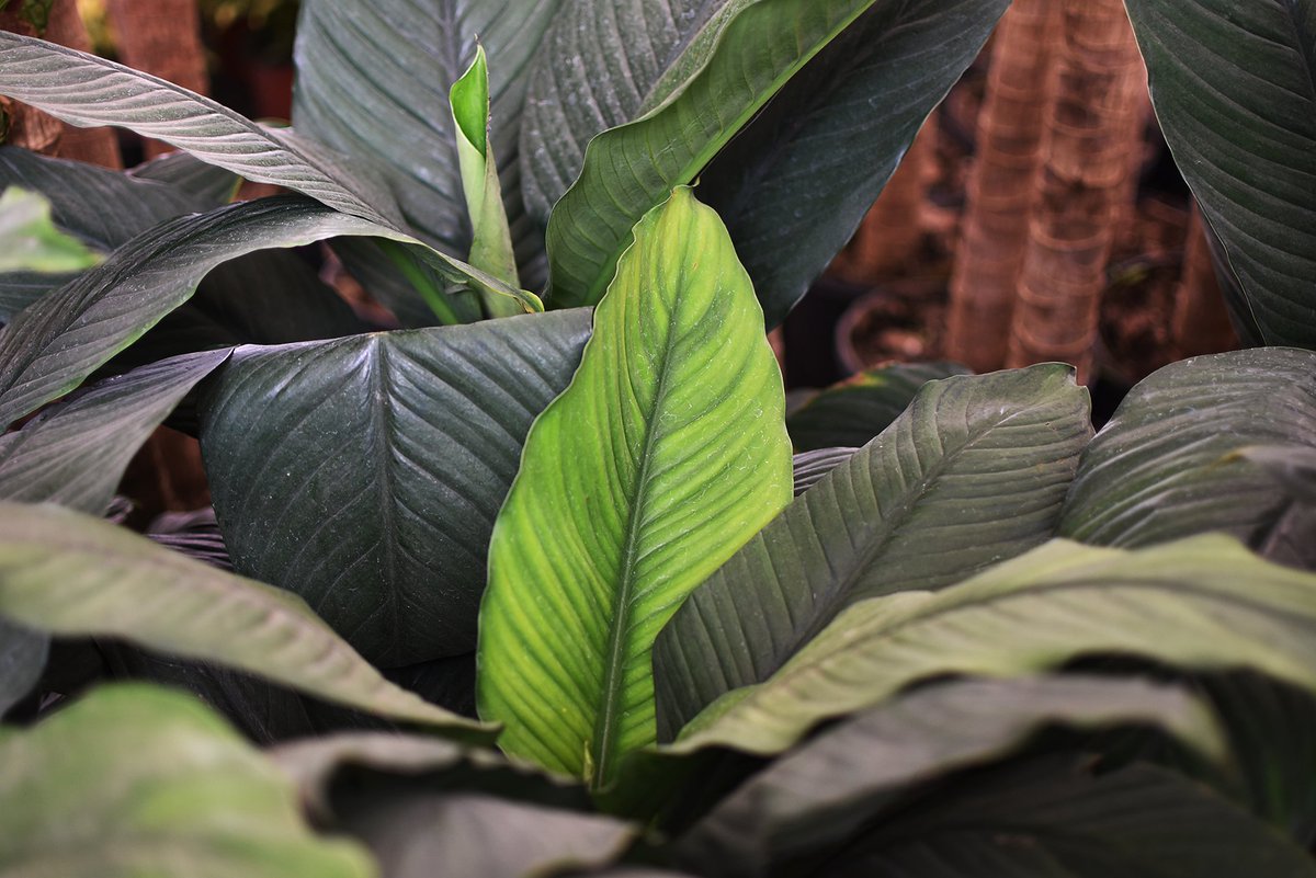 CielitoFloral's tweet photo. Cuna sensación, ideal para decoración de interiores con buena iluminación, su follaje verde y flor blanca resaltaran perfectamente en tus espacios. #decora #CunaSensacion https://t.co/rxWIdkWYAY
