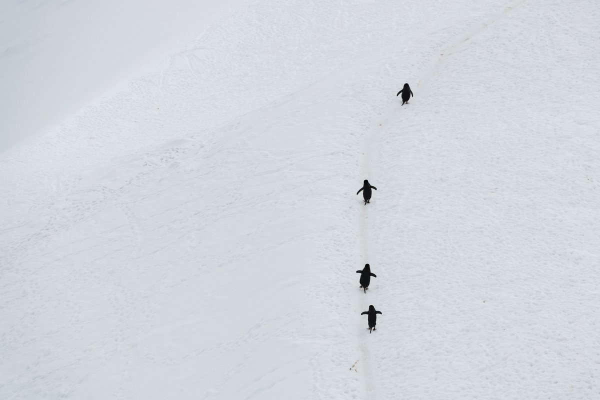 Greenpeace's tweet photo. “Life is a journey, not a destination.” –Ralph Waldo Emerson (and these penguins, probably) 😉 #ProtectAntarctic 

(photo by @ChristianAslund ) https://t.co/O9YDmLDGCR