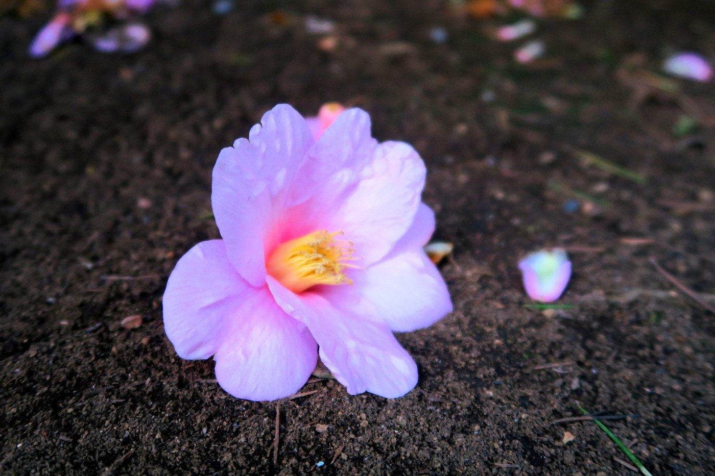 旧古河庭園 No Twitter 桜 散る 梅 こぼれる 椿は落ちる どれも花の終わりを表す言葉です 花それぞれに違う言い方があるなんて なんだか日本の終わりの美学を感じます 椿が落ちたら 春はもうすぐそこに 椿 旧古河庭園 太郎冠者 T Co