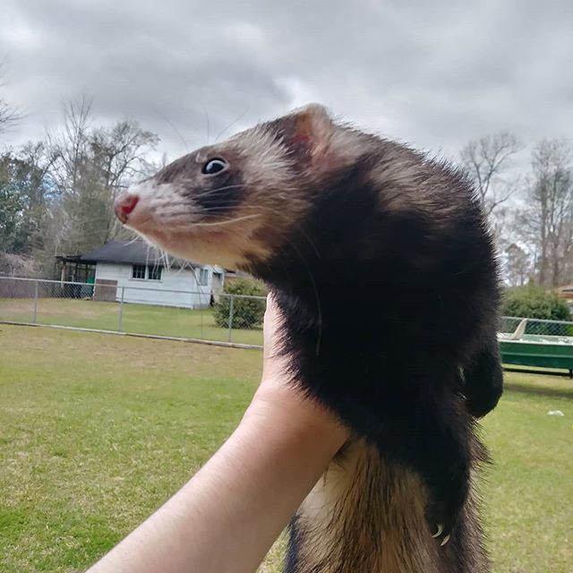 CptJackFerret's tweet photo. #cutepet #cuteness #cute #cuteferrets #cutenessoverload #cutest #cuteanimals #cuteferret #animals #ferrets #aww #pet #picoftheday #loveferret #loveanimals https://t.co/XRjS7lcDzN https://t.co/pFedrEzntO
