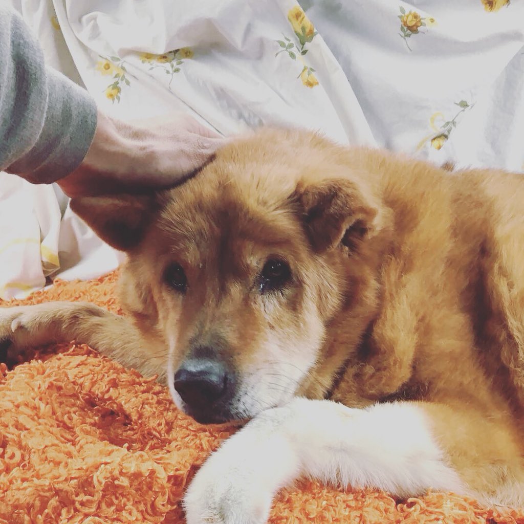 xxoSamanthaa's tweet photo. We had to say goodbye to our old girl Ruff yesterday and we are heartbroken, this house will never be the same. 😢💔🐾 https://t.co/5dulA8V8Wx