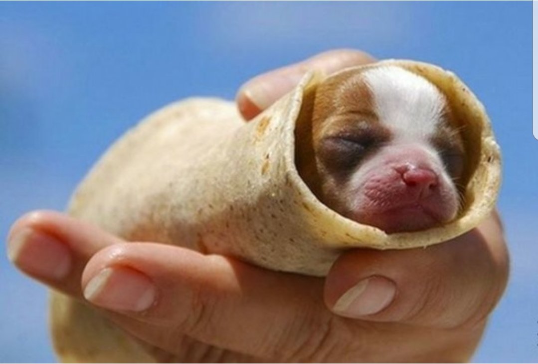 Prevail_Mkting's tweet photo. We were challenged to find a marketing lesson from the attached picture. Easy! Puppies get more likes than marketing lessons @HubSpot #pupperito https://t.co/YSBCdeHttU