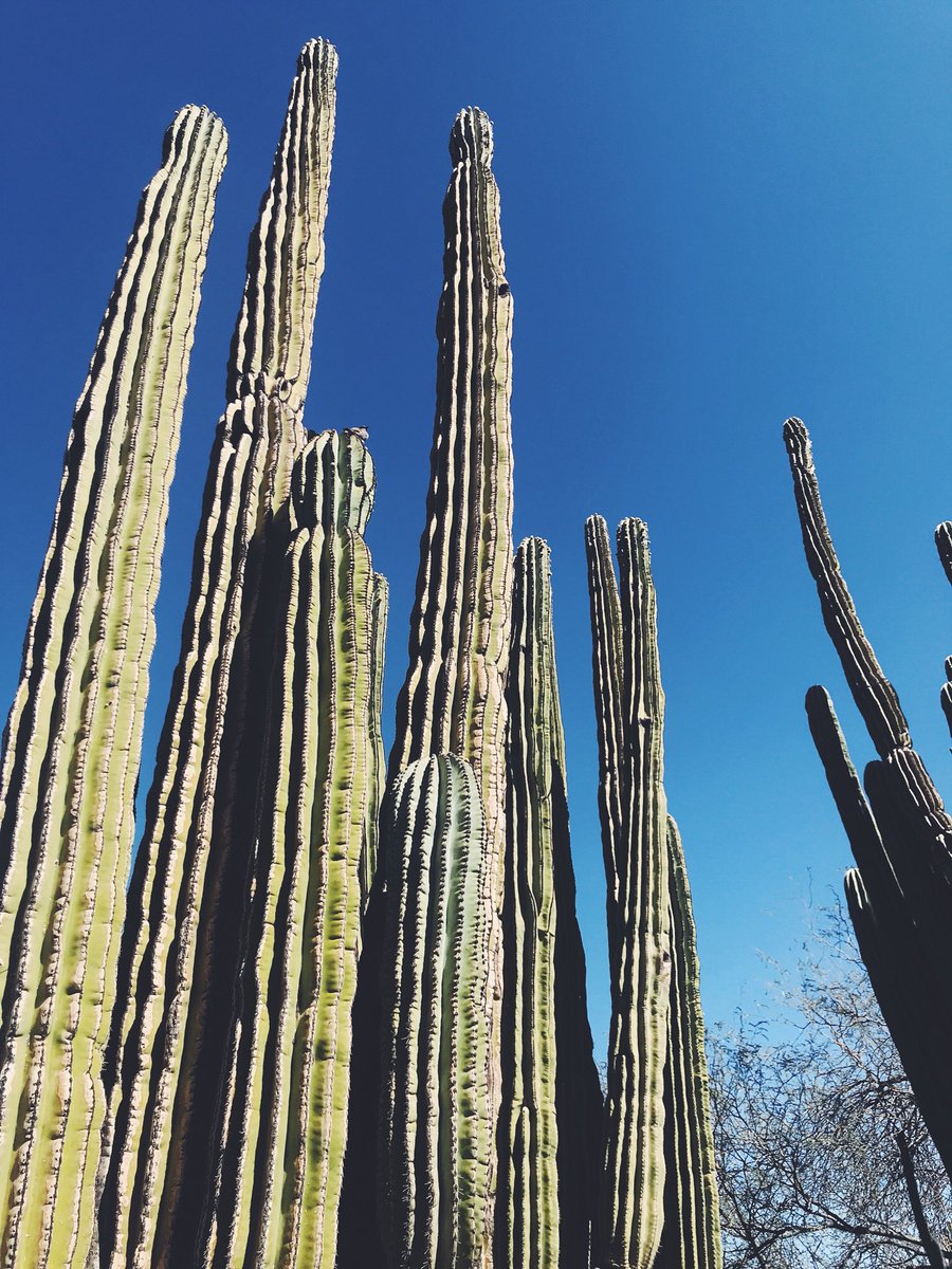 sealogeaux's tweet image. A few shots from @devourphoenix at @dbgphx today. See more #DevourPhoenix moments on the ‘gram.