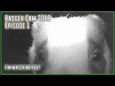DeepDiggerDanUK's tweet photo. I'm Watching you - Badger Cam 2018 - https://t.co/lVpNOEq26x https://t.co/QtynFNM9py