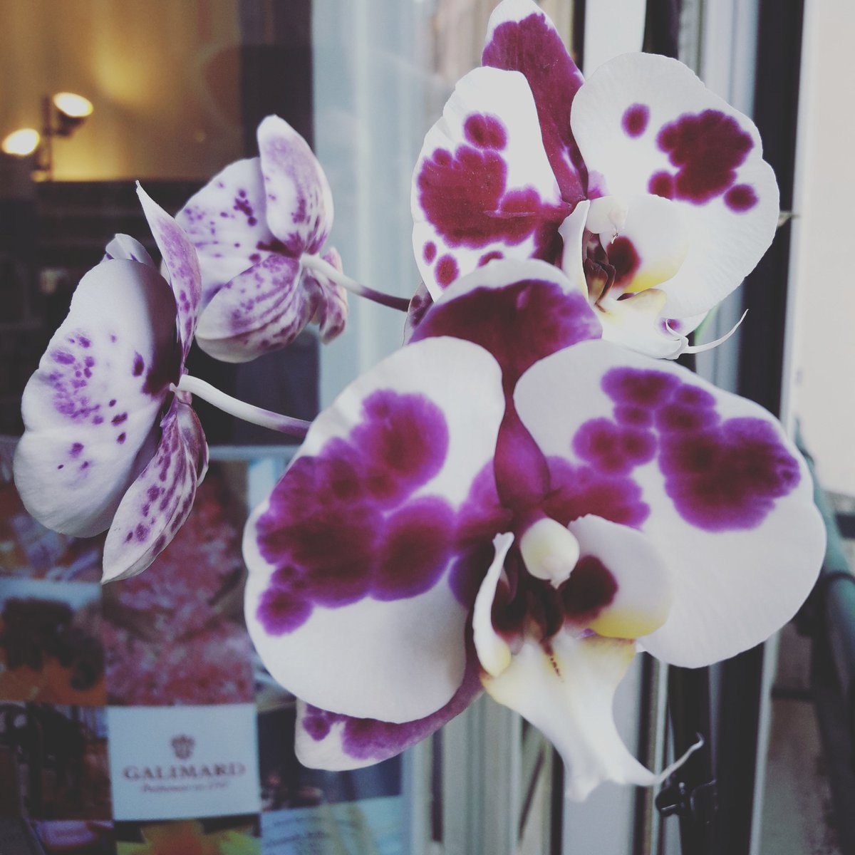 #monparfummasignature 
Toulouse sous le soleil.
Heure de création 
#parfum  #galimard