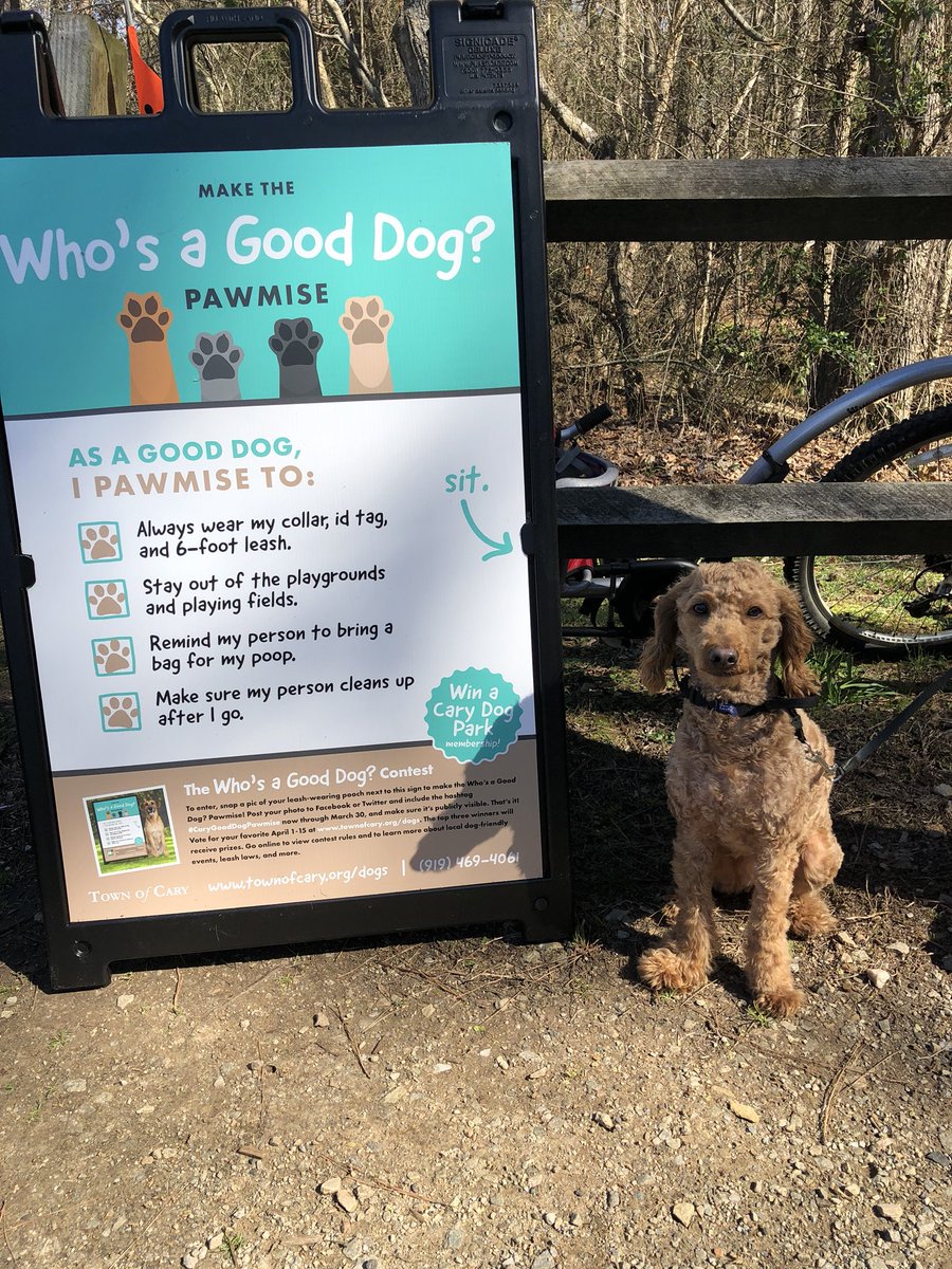 mycancerchic's tweet photo. Sophie promises to be good #CaryGoodDogPawmise #CaryNC #caryfun @TownofCary https://t.co/tZ0CGLf7od