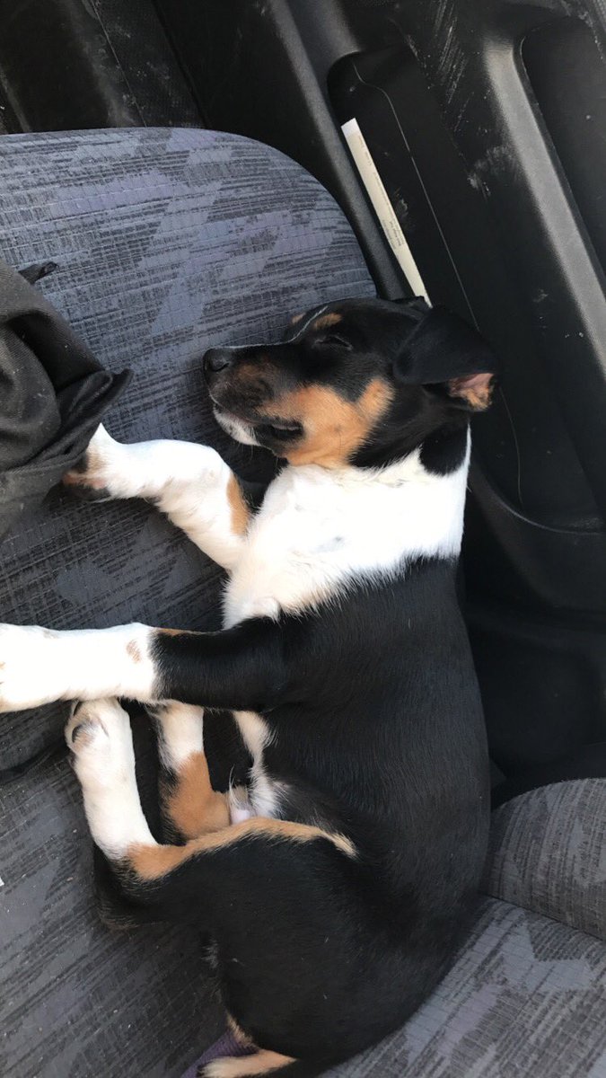 kenyaabai's tweet photo. @little__murray this is my sweet baby Lou https://t.co/J4CaC4qr6a