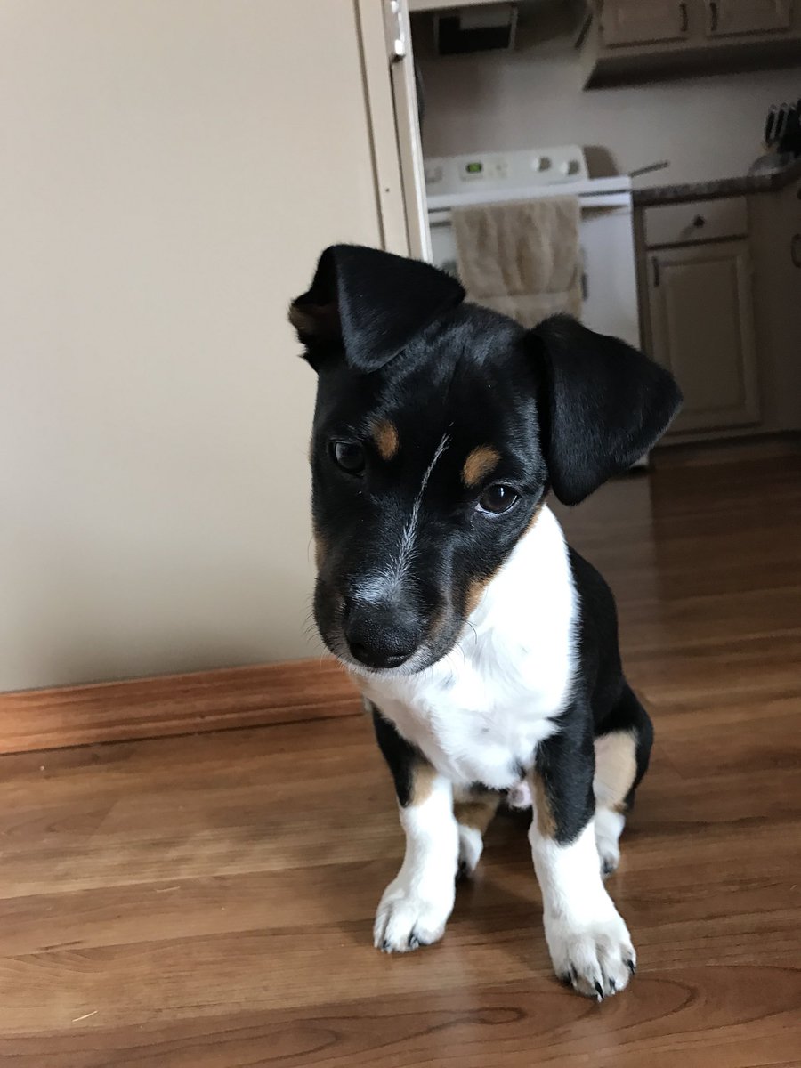 kenyaabai's tweet photo. @little__murray this is my sweet baby Lou https://t.co/J4CaC4qr6a