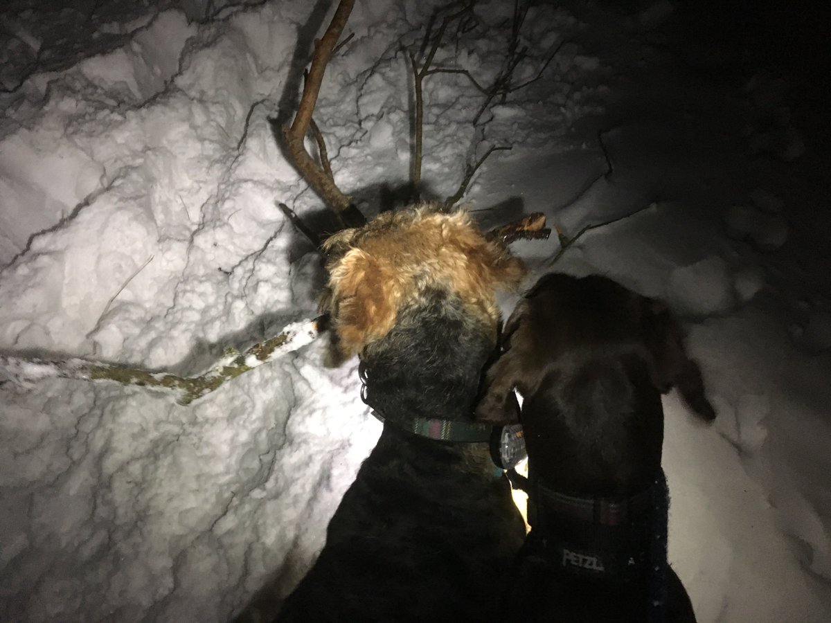 PeanutandAmber's tweet photo. This stick was a little bit frozen but a perfect size for a short snowy walk. 8/10 because Amber tried to pinch it
#RateMyStick https://t.co/vcOGje8NLY