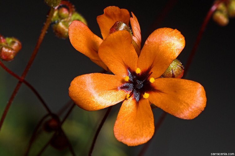 草木のこと Twitter પર Pygmy Drosera ピグミー ドロセラ オーストラリア南西部に自生する小型のモウセンゴケ オレンジ色の花からはこれが食虫植物だとは想像出来なかったけれど 視線を下に移動すると成る程と 納得できる 先端触手の粘液を昆虫が蜜だと思い 草木のこと Twitter પર Pygmy Drosera ピグミー ドロセラ オーストラリア南西部に自生する小型のモウセンゴケ オレンジ色の花からはこれが食虫植物だとは想像出来なかったけれど 視線を下に移動すると成る程と 納得できる 先端触手の粘液を昆虫が蜜だと思い