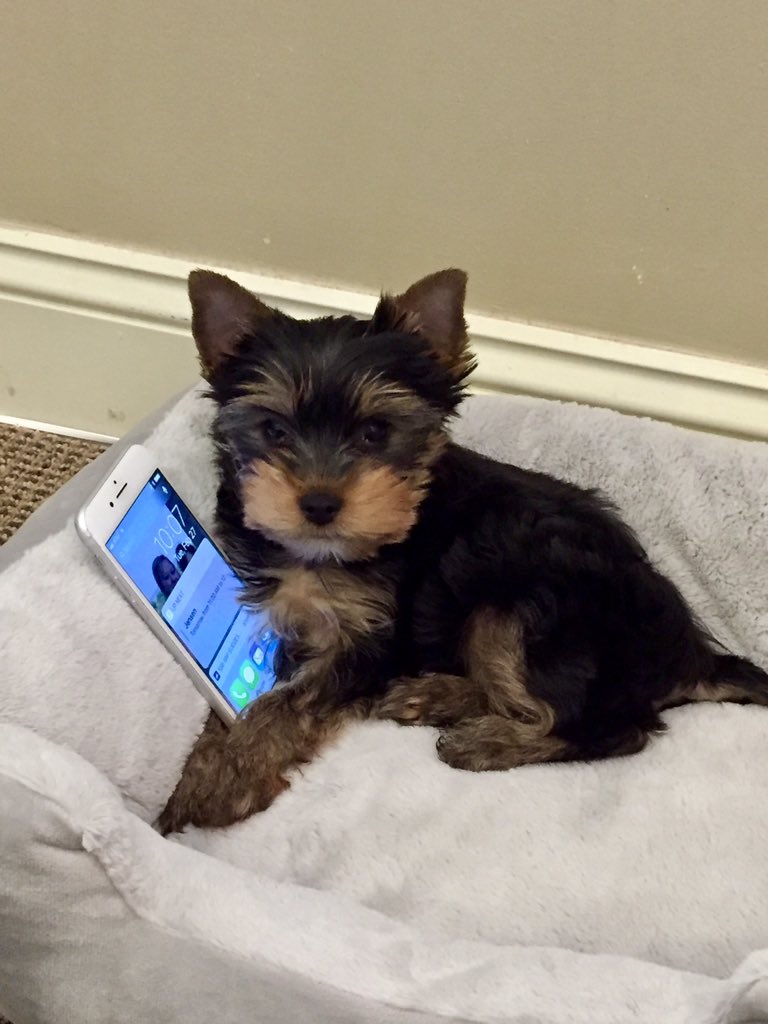 AndersonBlairS's tweet photo. @CTIA Probably use #wireless devices! #IfPetsHadThumbsDay https://t.co/KWnUDWYBPL