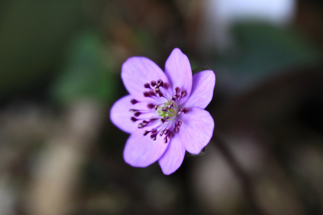 ぜいたく雪割草 花 言葉 美しい花の画像 ぜいたく雪割草 花 言葉 美しい花の画像