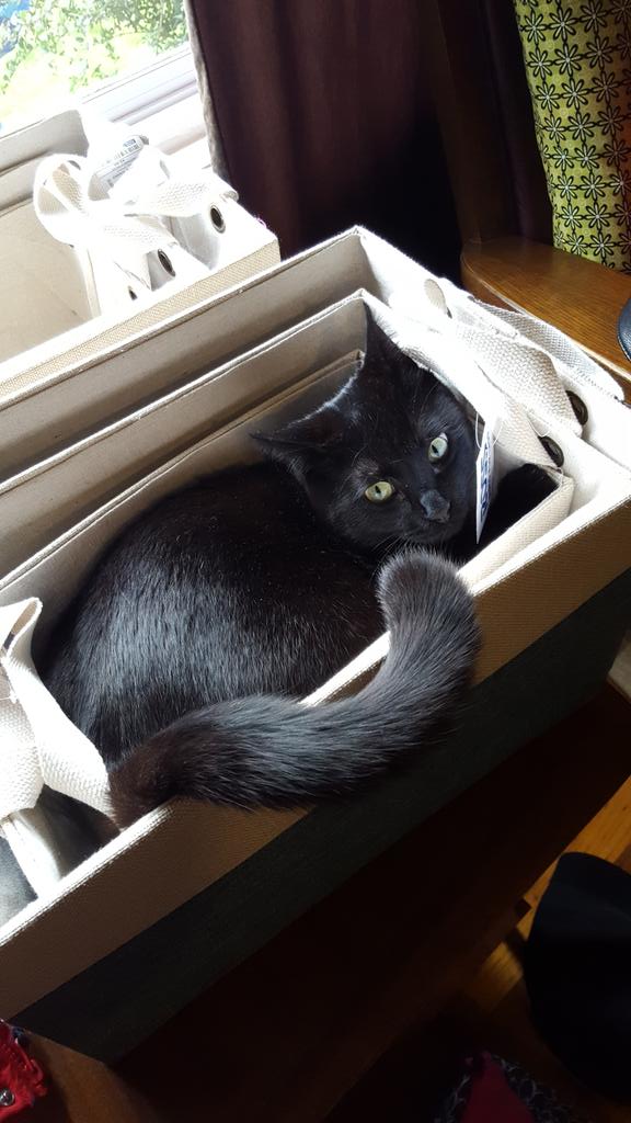 CattamsFamily's tweet photo. Helping Mom get organized. #Caturday https://t.co/LTqbZVgu5k
