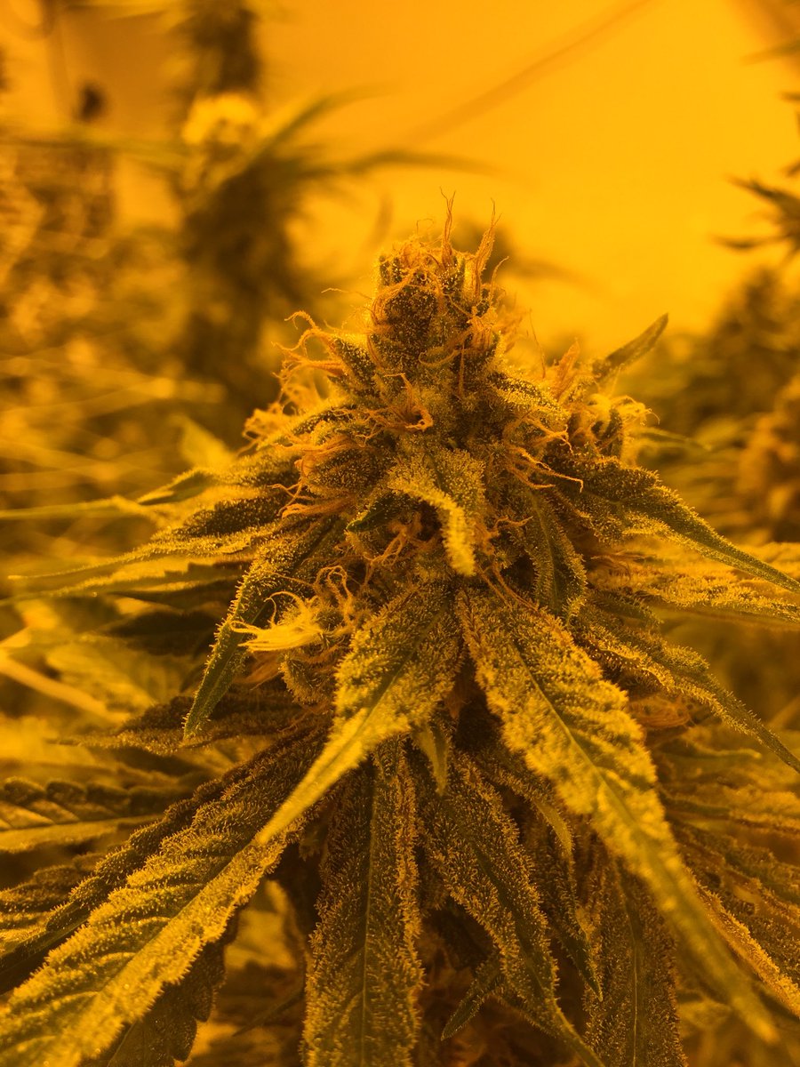 DynamicHarvest's tweet image. Check out our Facebook and Instagram!!
@dynamic_harvest
#DBois #DBoisTV #dynamicharvest #marijuana #cannabis #legalweed #I502 #seattle #seattlestoners #pnw #washington #wfayo #trees #high #hightimes #highsociety #highlife #mota #weedstight #indica #sativa #420 #420society  #710