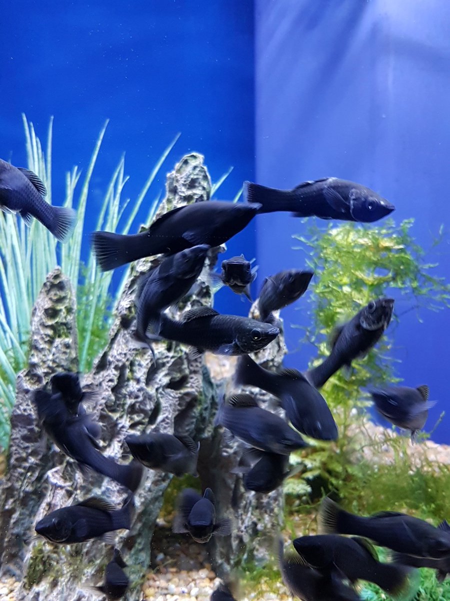 AquariumGuideca's tweet image. 