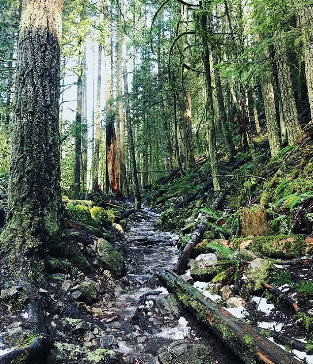 Art_Vancouver's tweet photo. Beautiful day for a beautiful hike! Whose outside and enjoying the fresh air on this sunny Saturday!!! ☀️🌲❄️ #explorebc #vancouvertrails #whytelake https://t.co/LkW2YYTXgR