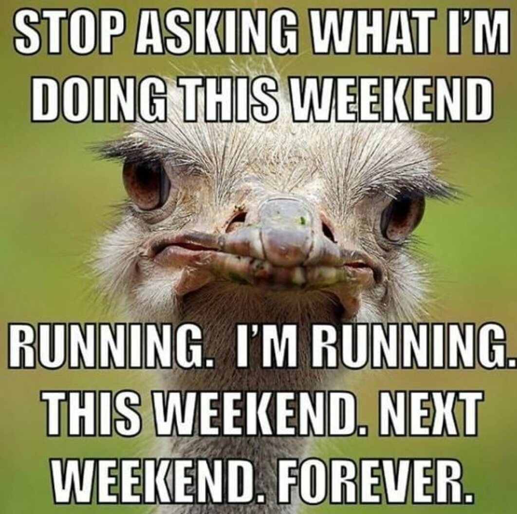 loricaldon's tweet photo. Got it! Now stop asking dammit ๐ #runninghumor but #truetalk #runnersissues #allidoisrun https://t.co/ivqU643O52