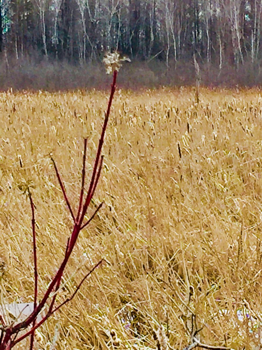 h_jbuchanan's tweet photo. Last year’s dogwood bloom hanging on in spring breeze #merbleu @BlacksWeather https://t.co/njF1poSgrE