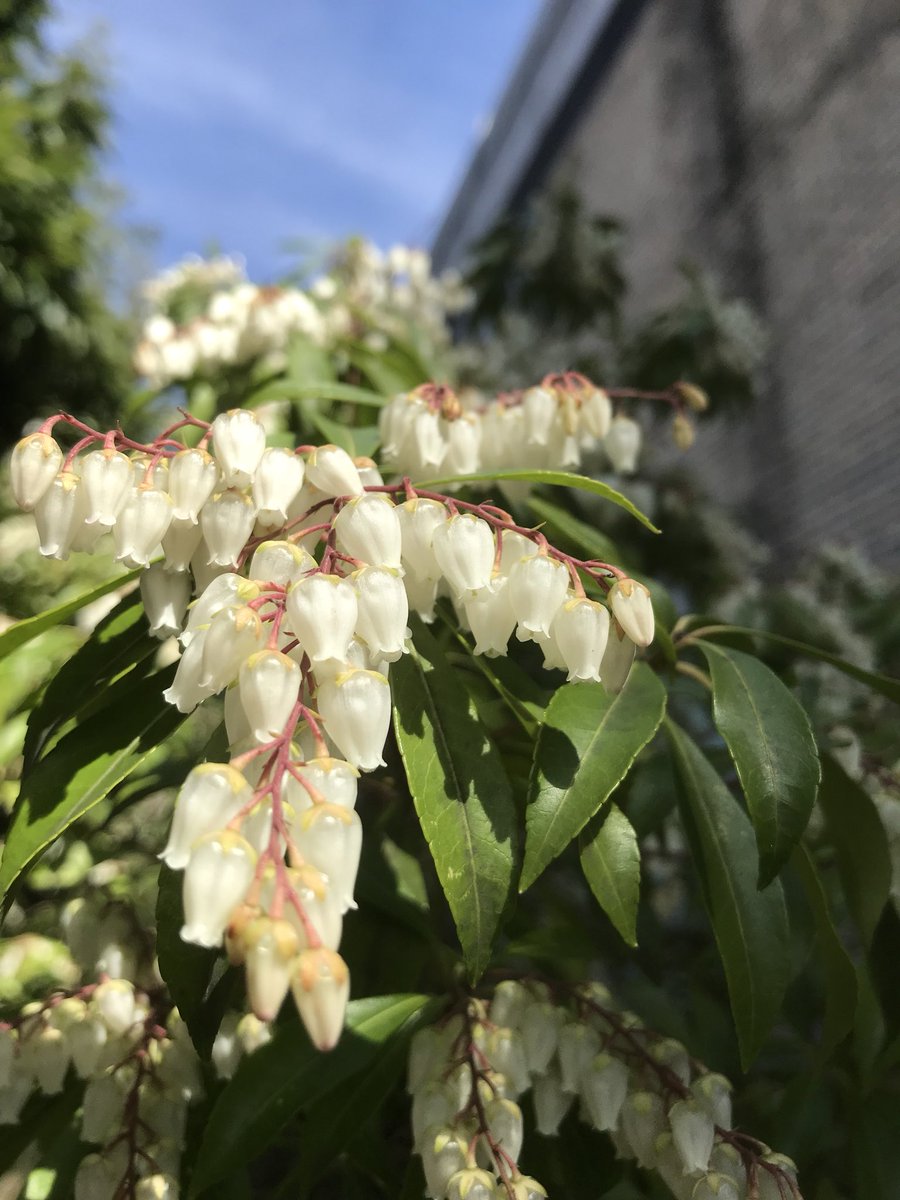 浅見 Lefty Blue 市川市中央図書館の脇で咲くアセビの花 葉っぱを食べると馬 が酔ったようにフラフラになる って 実際どんな感じなんでしょうね かわいそうだから試してみる訳にはいかないでしょうが あんなでかいものがフラフラしたらちと怖い