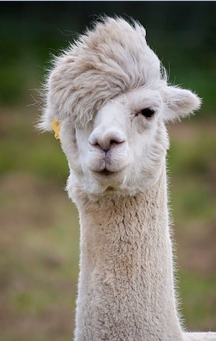 SarcasticRoy's tweet photo. This llama definitely flops more than the fainting goats https://t.co/MCJD31EXcT