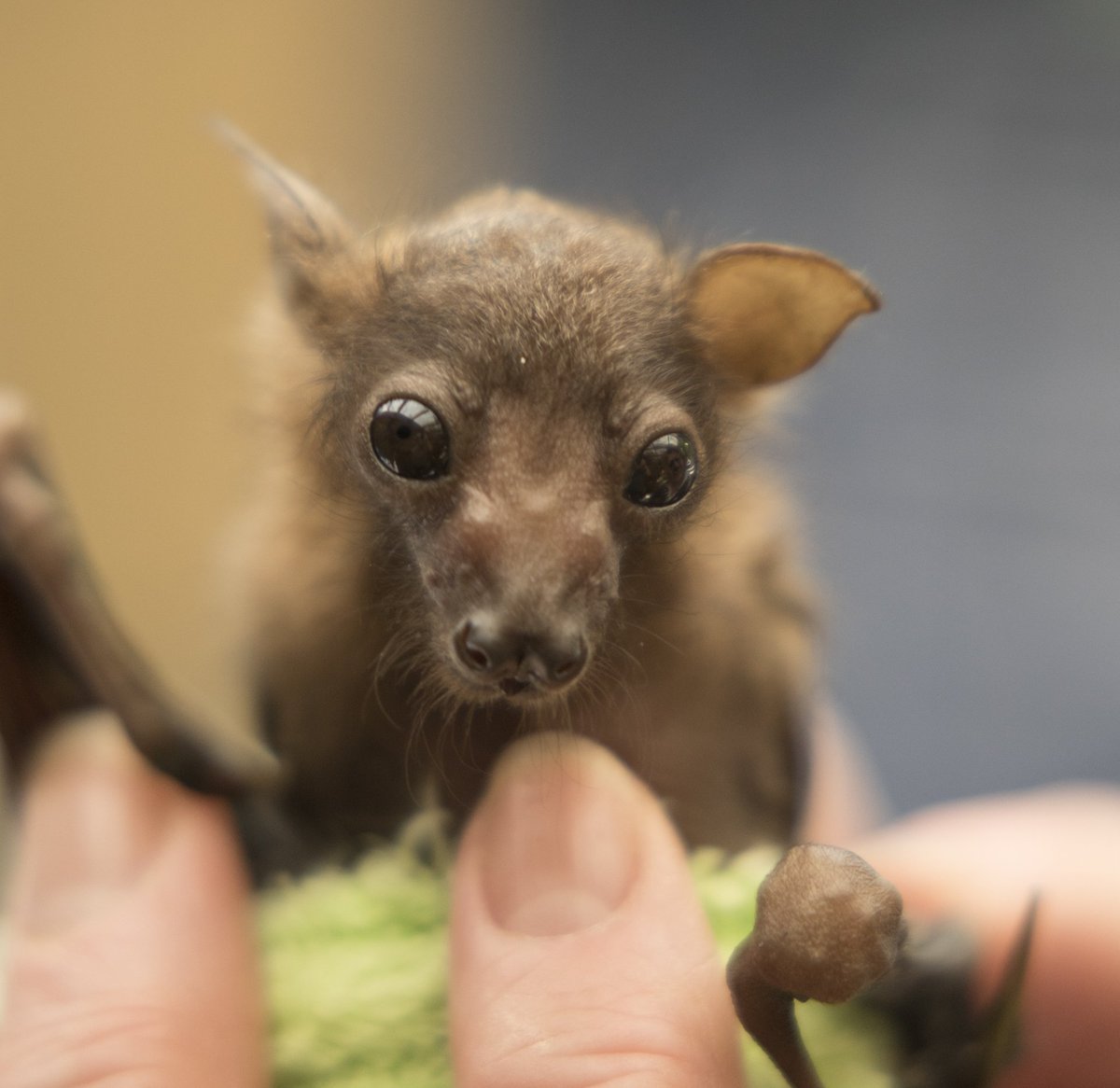 ausbatclinic's tweet photo. Orphaned Little Red Flying Fox baby

Photo by Dean Morgan Photography https://t.co/knHVNwZzZ5