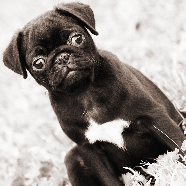 PugPics's tweet photo. pug*love https://t.co/TCzVybBtR5 #Pugs https://t.co/0Tuc8LGGlR