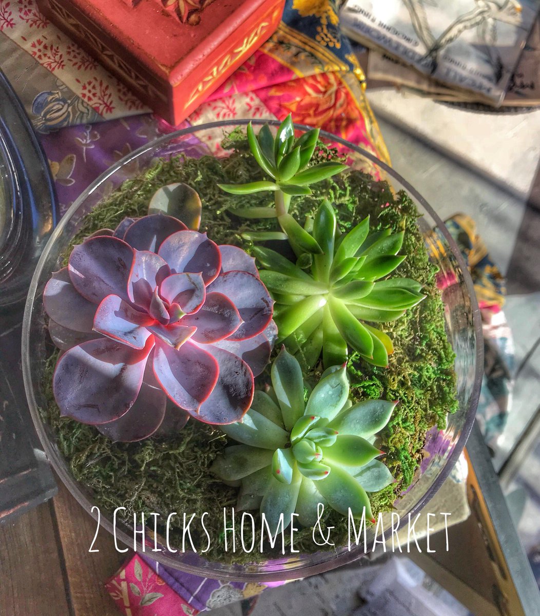 Did you know we pride ourselves on recycling and repurposing and to be as organic and eco-friendly as possible!?   Succulents recycled from a Valentines bouquet!  #recycle #repurpose #succulents #2chickshomeandmarket