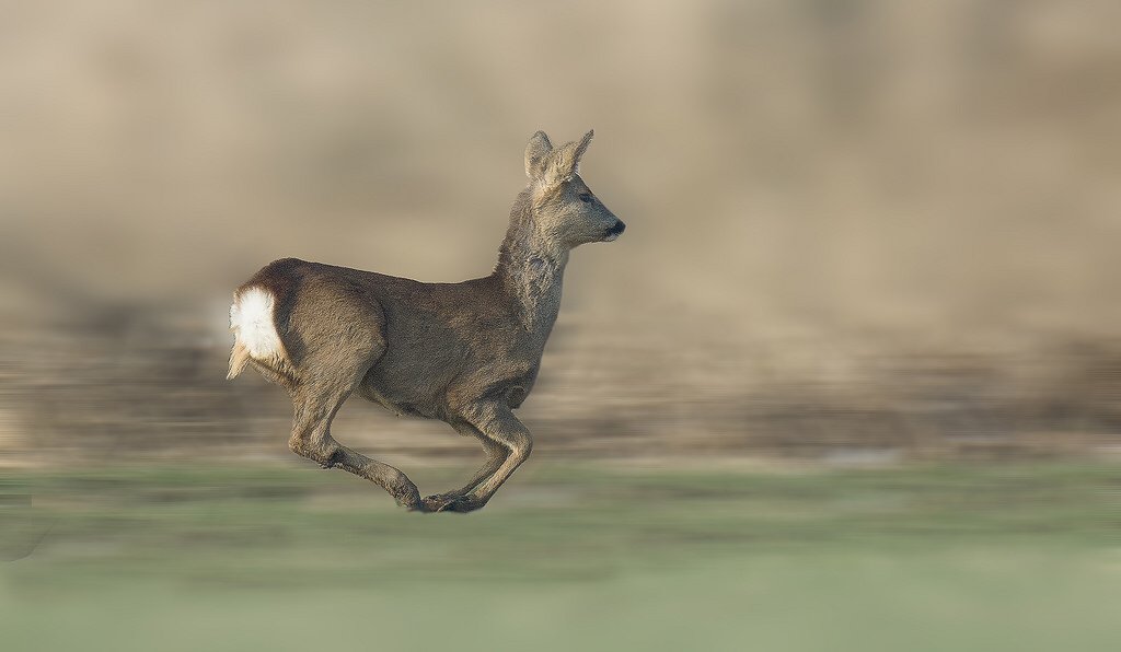 "Home run" #photodiscover
 farm5.static.flickr.com/4716/398585899…