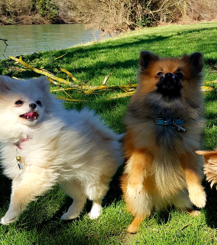 PomskyPassion's tweet photo. Sympa la promenade...
https://t.co/yYdiwGnCcU
#pomsky #pomskylife #pomskylove #pomskypuppy #husky #pomskynation #pomskydog #pomskyworld #pomeranian #puppy #dogsofinstagram #pomskyheaven #pomskyofinstagram #puppies #pomskygram #pomskysofinstagram #puppiesofinstagram #huskymix https://t.co/gfcPjerkGu