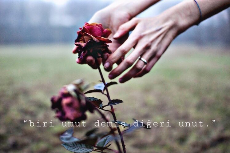 Срывая розы с корнями тебе их несу. Срывая розы с корнями тебе их несу. Срывая розы с корнями тебе их несу. Цветы на черном фоне. Засохшие цветы.