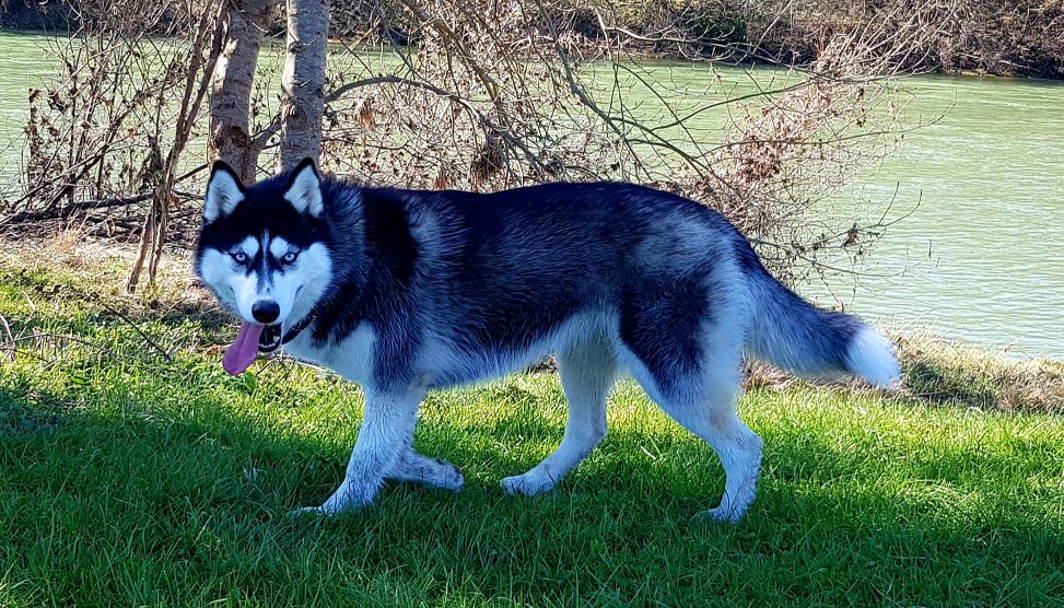 PomskyPassion's tweet photo. Soif!!! https://t.co/yYdiwGnCcU
#pomsky #pomskylife #pomskylove #pomskypuppy #husky #pomskynation #pomskydog #pomskyworld #pomeranian #puppy #dogsofinstagram #pomskyheaven #pomskyofinstagram #puppies #pomskygram #pomskysofinstagram #puppiesofinstagram https://t.co/Y9BbAu6ofk