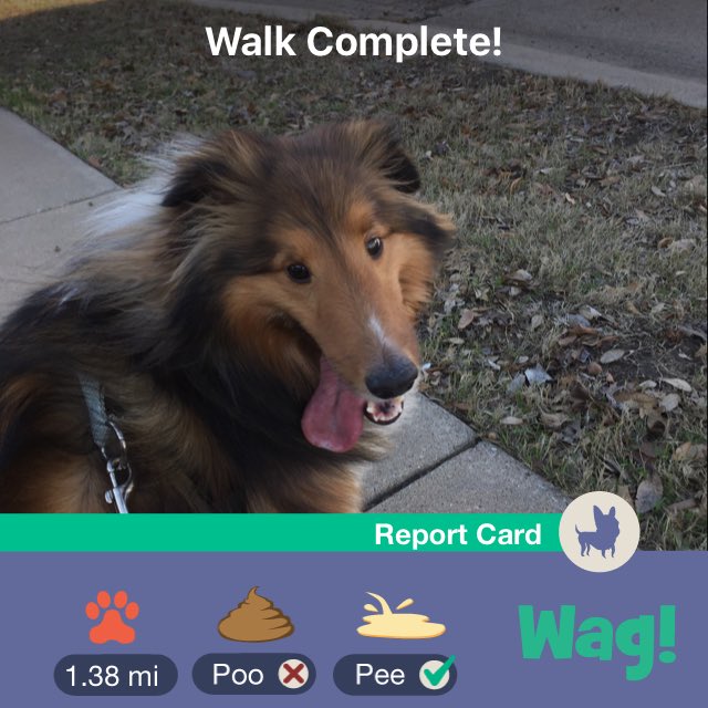 NeebSarah's tweet photo. Just finished a dog walk on Wag! Use my promo code "SARAH8408" for $25 of FREE Wag credit! https://t.co/sRut1TYwZw https://t.co/5R4l7APri5