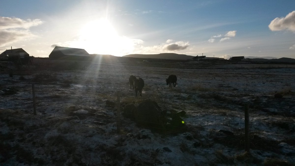 Cows at sunrise