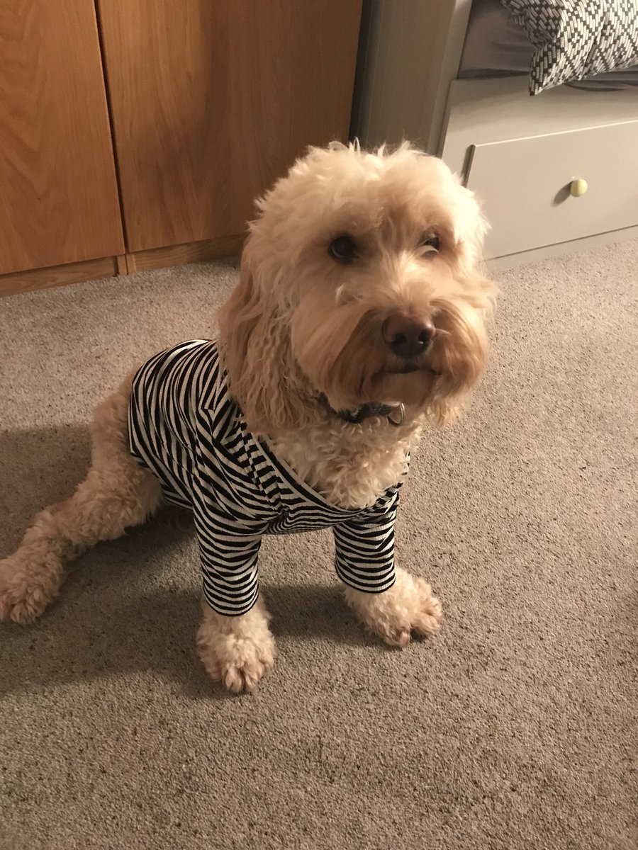 Baileycockapoo's tweet photo. Ooo la lah 🇫🇷 https://t.co/q3vZzvpyUb
