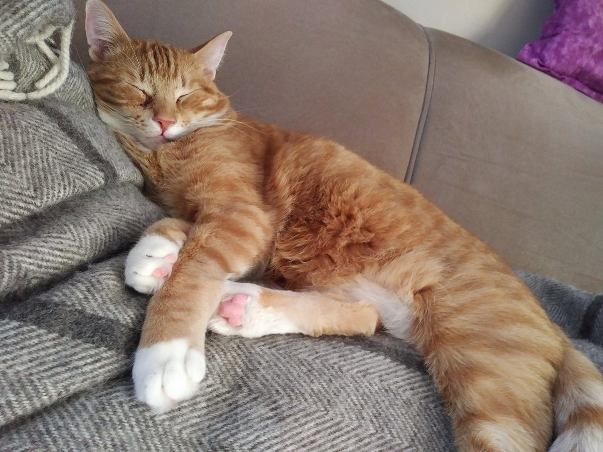 sckerr's tweet photo. Two days ago we adopted Max from @GuelphHumane and he was pretty quick to settle in! #MaxIsTheBest #CatsOfTwitter https://t.co/uwq9AY6Xm6