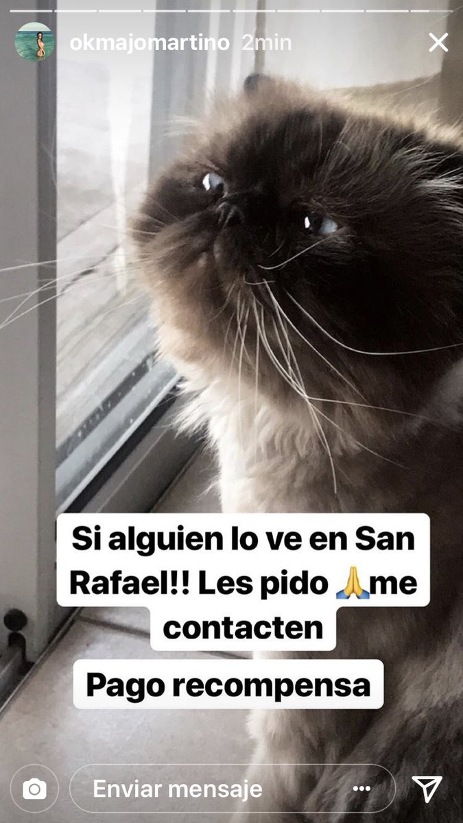 LaliMancuello's tweet photo. Se perdió Valentino! El gatito de @Okmajomartino en SAN RAFAEL MENDOZA. Por favor tiene que aparecer! Hay recompensa. Difundan 🙏🙏🙏🙏 https://t.co/Ol1EIAE7uz
