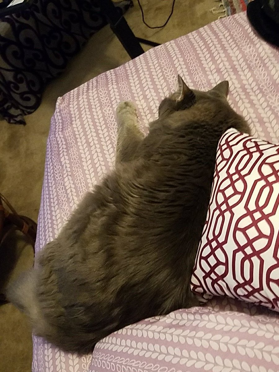 #Caturday got me like