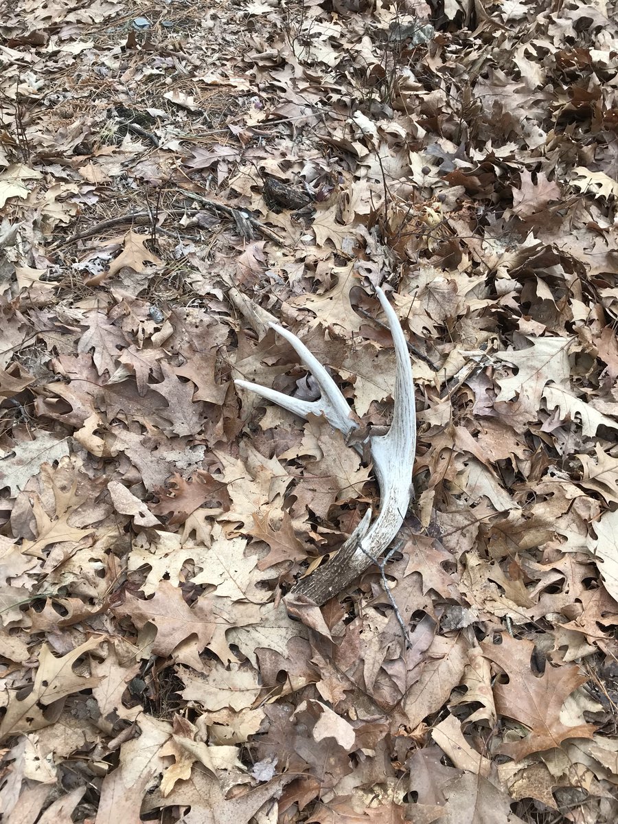 Another successful day shed hunting. I found a fresh 8 point set as well as a 5 point side from last year.  Never a bad day in the woods. I even saw an 8 point still holding both sides as I was walking out. Crazy!