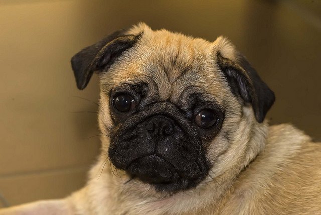 PugPics's tweet photo. Penny the Pug https://t.co/SxCL0LxEha #Pugs https://t.co/ir4yG82nTj